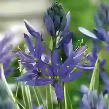 Blue Melody